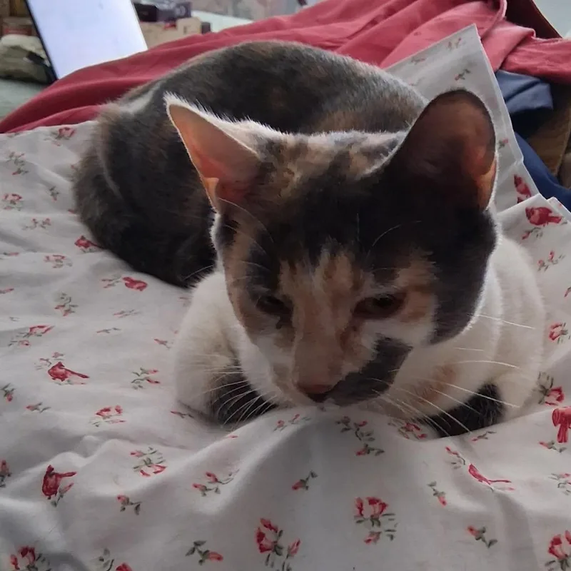 Melanie thumbnail 2