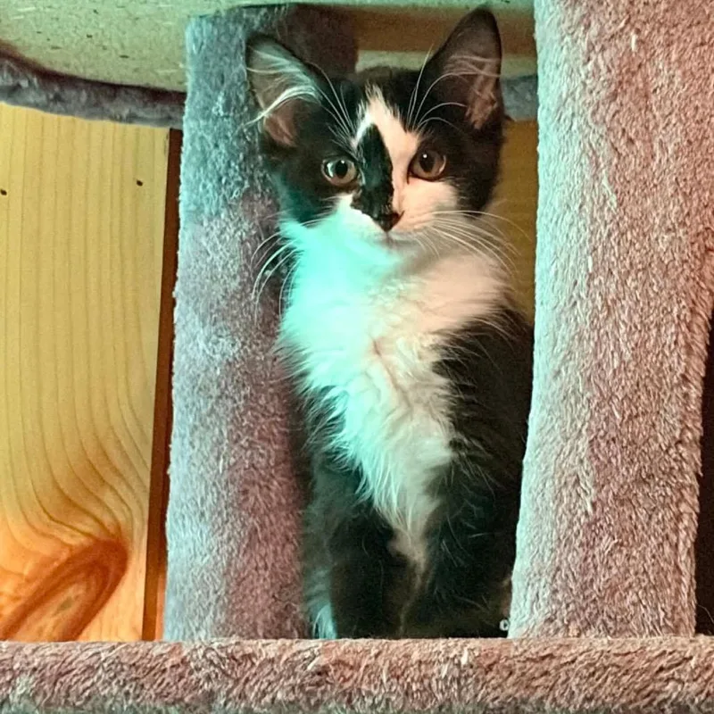 A baby small-sized male Domestic Medium Hair cat named Pants for adoption in Waynesville, NC