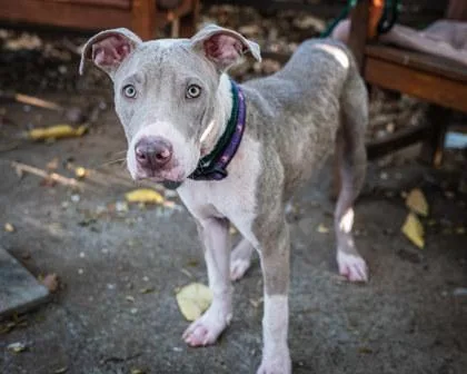 An adult large-sized male Terrier dog named Bronx for adoption in Honolulu, HI