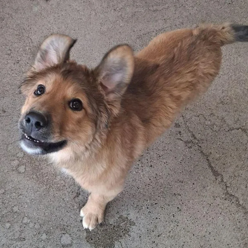 A young small-sized female Shepherd dog named Atlas for adoption in Kingman, AZ