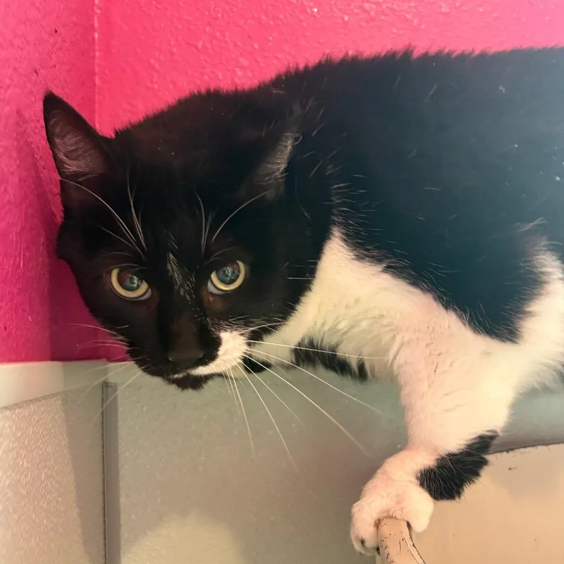 An adult small-sized female Black Domestic Short Hair cat named Daisy for adoption in West Des Moines, IA