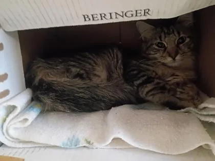 A baby medium-sized female Domestic Long Hair cat named Mia for adoption in West Chester, PA