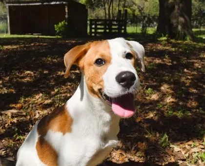 A baby small-sized male Mixed Breed dog named Dain for adoption in West Chester, PA