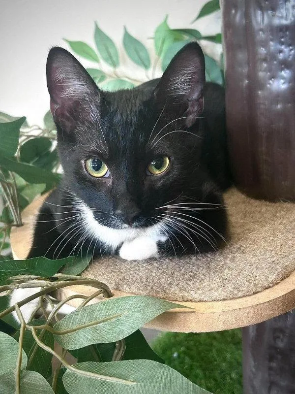 A baby medium-sized male Black & White / Tuxedo Domestic Short Hair cat named Armani for adoption in Gettysburg, PA