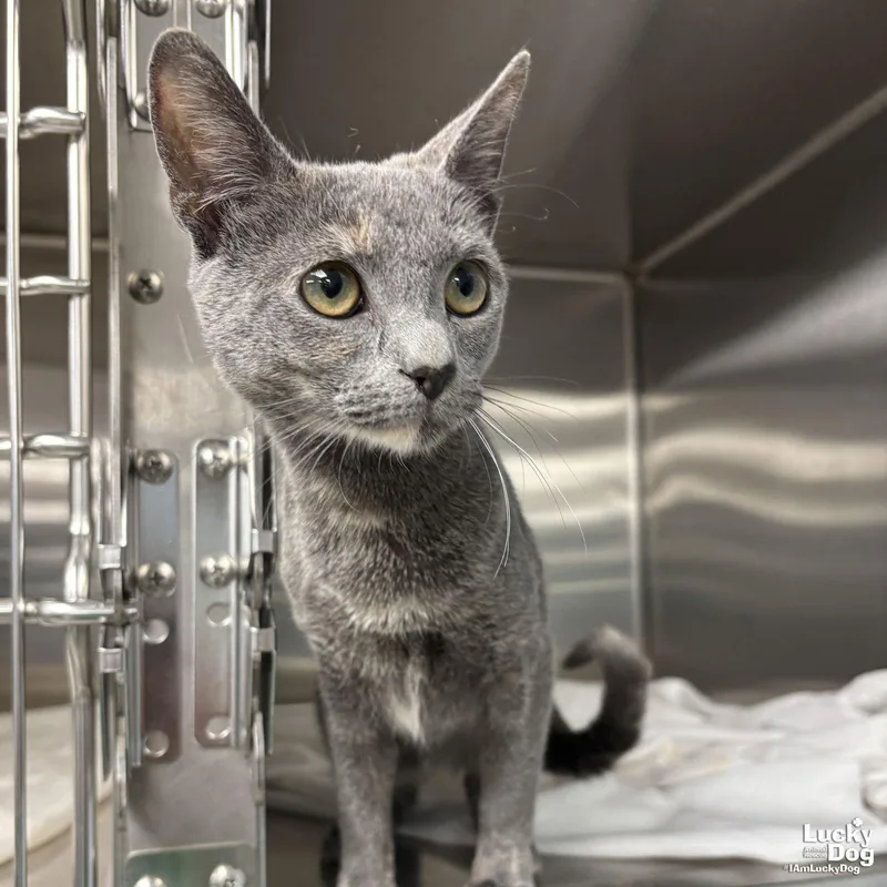 Foxglove thumbnail 2