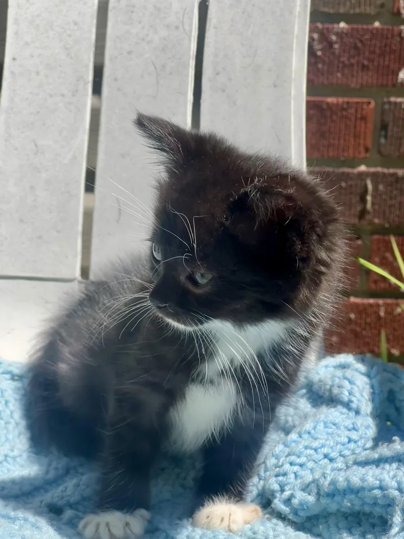A baby large-sized male Maine Coon cat named Oreo for adoption in toledo, OH