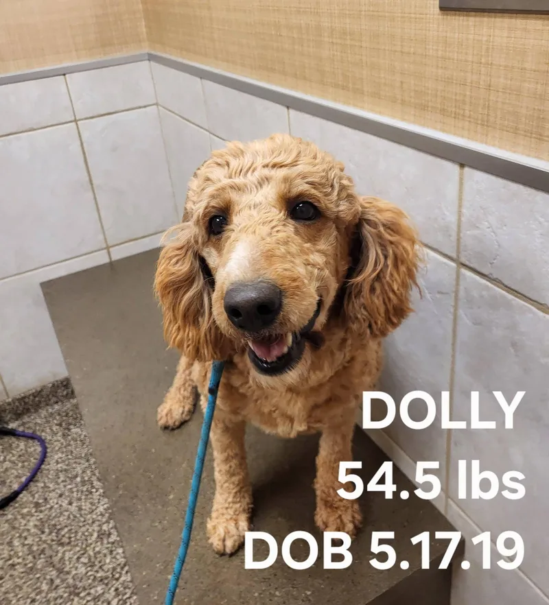 Dolly