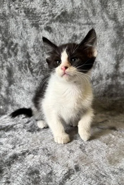 A young medium-sized male Domestic Short Hair cat named Simba for adoption in Buffalo, MN