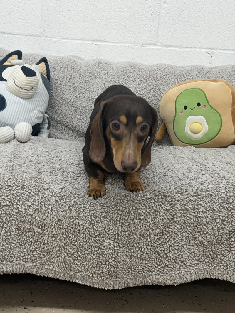 An adult small-sized male Dachshund dog named Rocky for adoption in York, SC