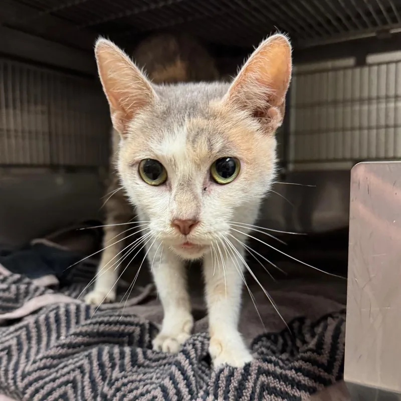 An adult medium-sized female Calico Domestic Short Hair cat named Blythe for adoption in Evanston, IL