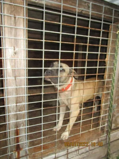 An adult medium-sized male Mixed Breed dog named Rain for adoption in Palmetto, FL