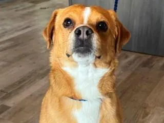 A young small-sized male Mixed Breed dog named Colby for adoption in Santa Fe, NM