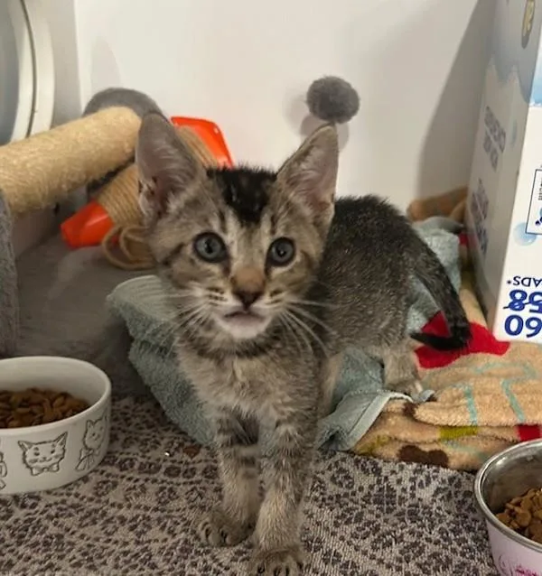 A baby small-sized female Domestic Short Hair cat named Juliet for adoption in Oceanside, CA