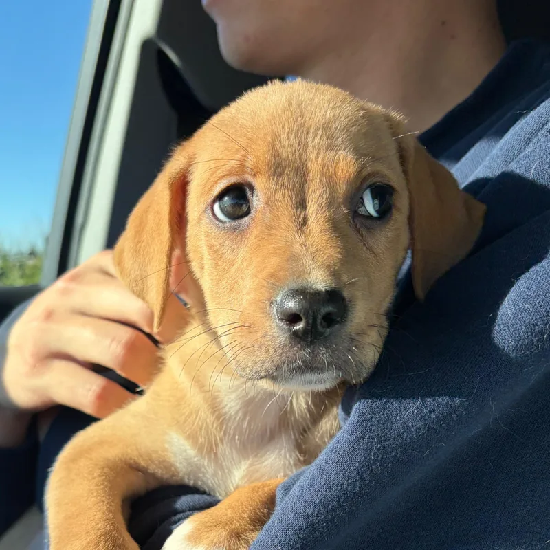 A baby medium-sized female Mixed Breed dog named Aurora for adoption in Alma, MI