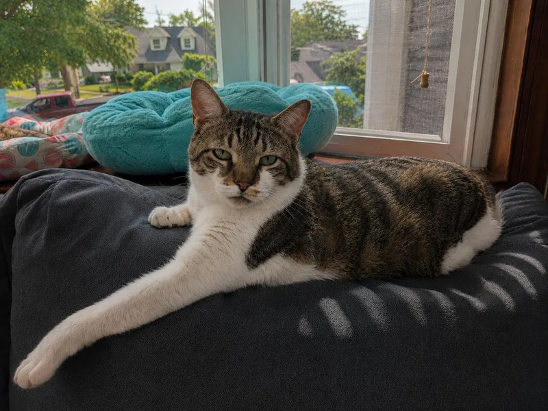 An adult large-sized male Tabby (Buff / Tan / Fawn) Domestic Short Hair cat named MackieLoyal Lap Cat Companion for adoption in Bloomfield, NJ