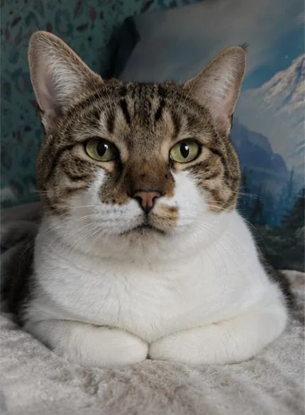MackieLoyal Lap Cat Companion thumbnail 2
