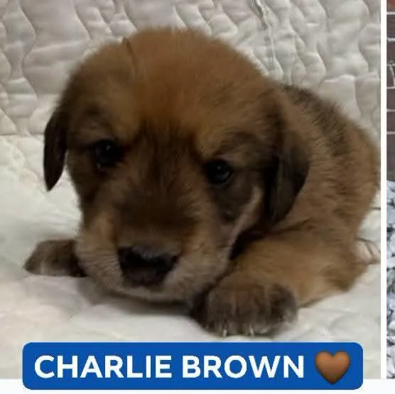 Charlie Brown