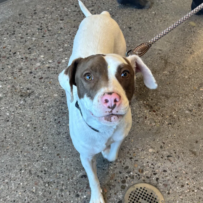 A young medium-sized male American Staffordshire Terrier dog named Doobie for adoption in Phoenix, AZ