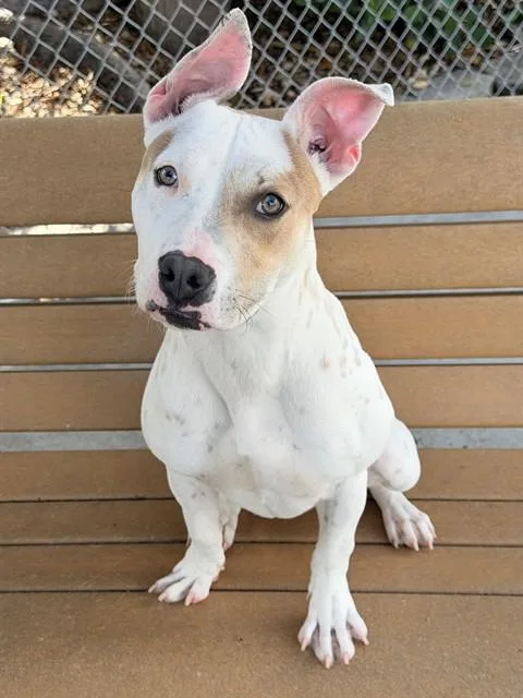 Daphne