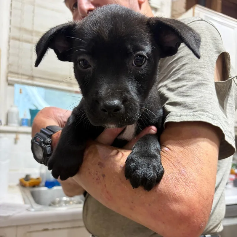 A baby large-sized female Black Mixed Breed dog named Lucy for adoption in Kansas City, MO