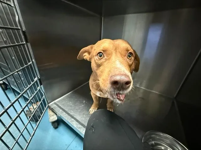 An adult medium-sized male Pit Bull Terrier dog named Caramelo for adoption in Tucson, AZ