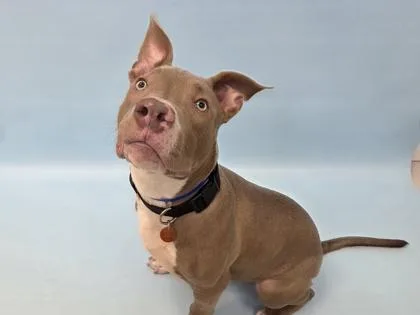 A young large-sized male Mixed Breed dog named Thunder for adoption in Golden Valley, MN