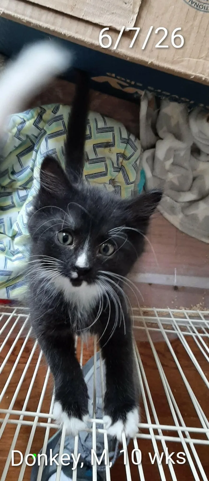 A baby medium-sized male Domestic Medium Hair cat named Donkey for adoption in Hudson, NY