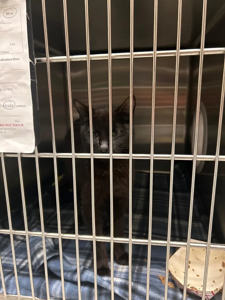 A young medium-sized female Domestic Short Hair cat named 2026-05-174 for adoption in Winder, GA