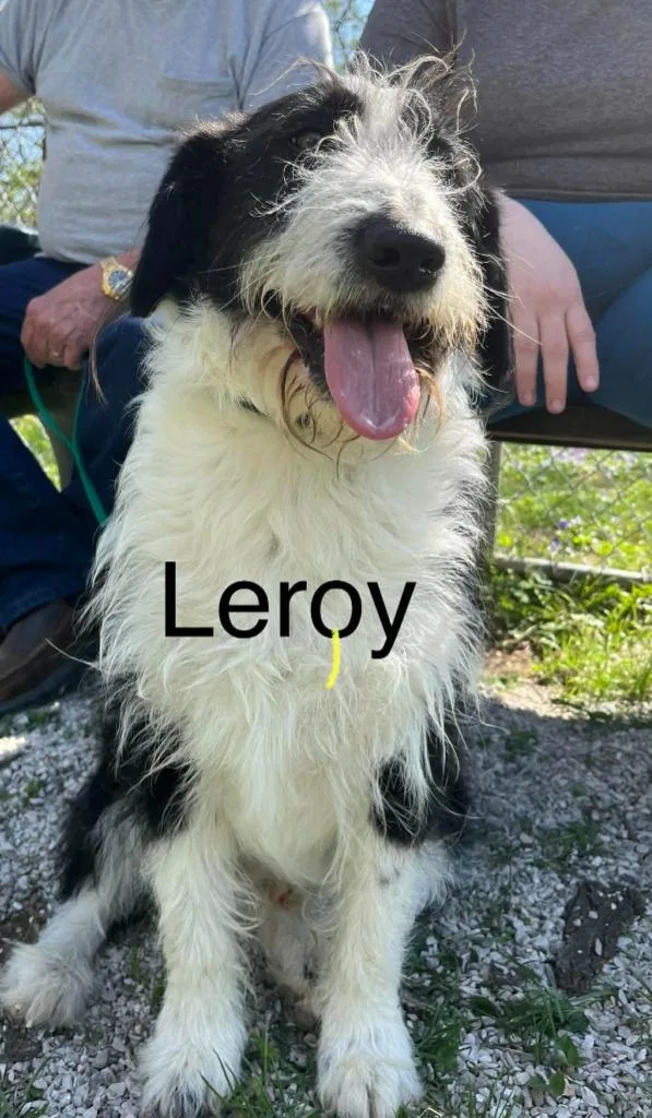 Leroy thumbnail 2