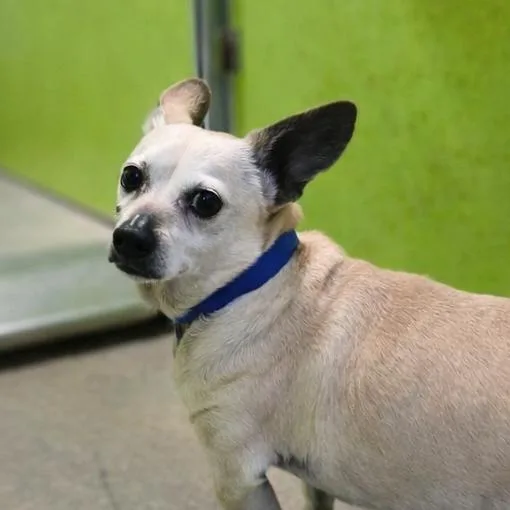 A senior small-sized male Yellow / Tan / Blond / Fawn Chihuahua dog named Marco for adoption in San Jacinto, CA
