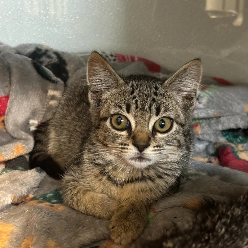 A baby small-sized female Brown / Chocolate Domestic Short Hair cat named Quinn for adoption in Point Richmond, CA