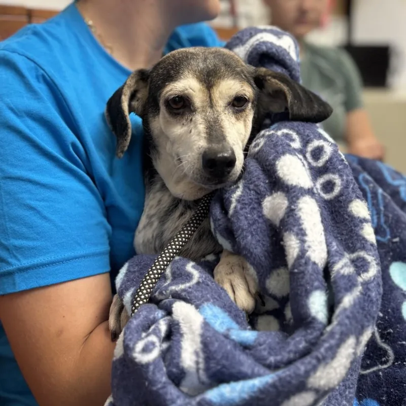 A senior small-sized female Beagle dog named Mildred for adoption in Springboro, OH