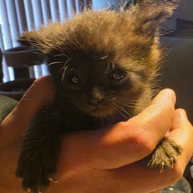 A baby medium-sized male Black Domestic Short Hair cat named Peep for adoption in Lake Orion, MI