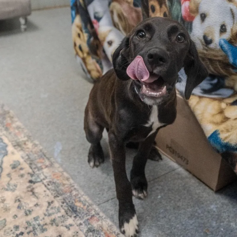 A baby medium-sized female Black Brittany Spaniel dog named Kono for adoption in Pawling, NY