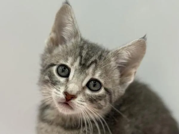 A baby small-sized female Domestic Short Hair cat named Sephira for adoption in Portland, OR