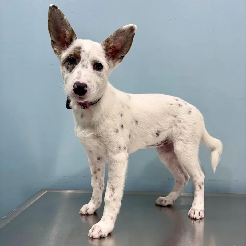 A baby medium-sized female White / Cream Australian Shepherd dog named Opihi for adoption in Portland, OR
