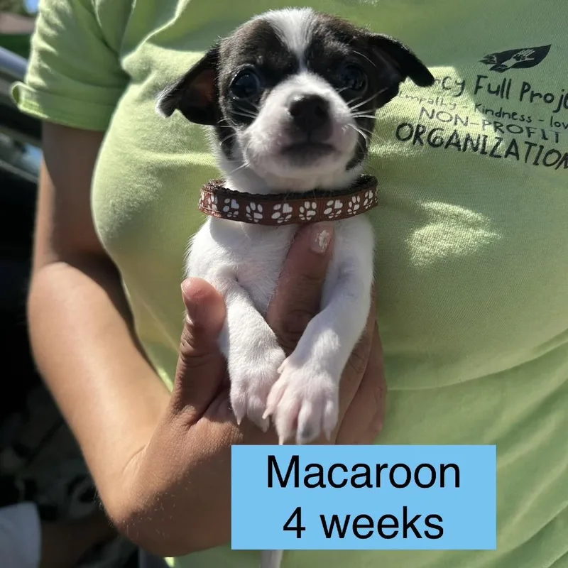 Macaroon