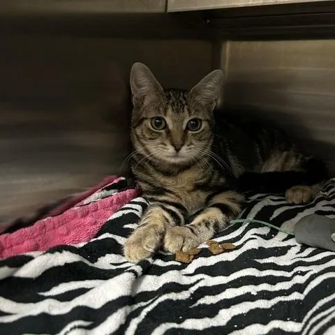 A baby medium-sized female Tabby (Buff / Tan / Fawn) Domestic Short Hair cat named Gigi for adoption in East Brunswick, NJ