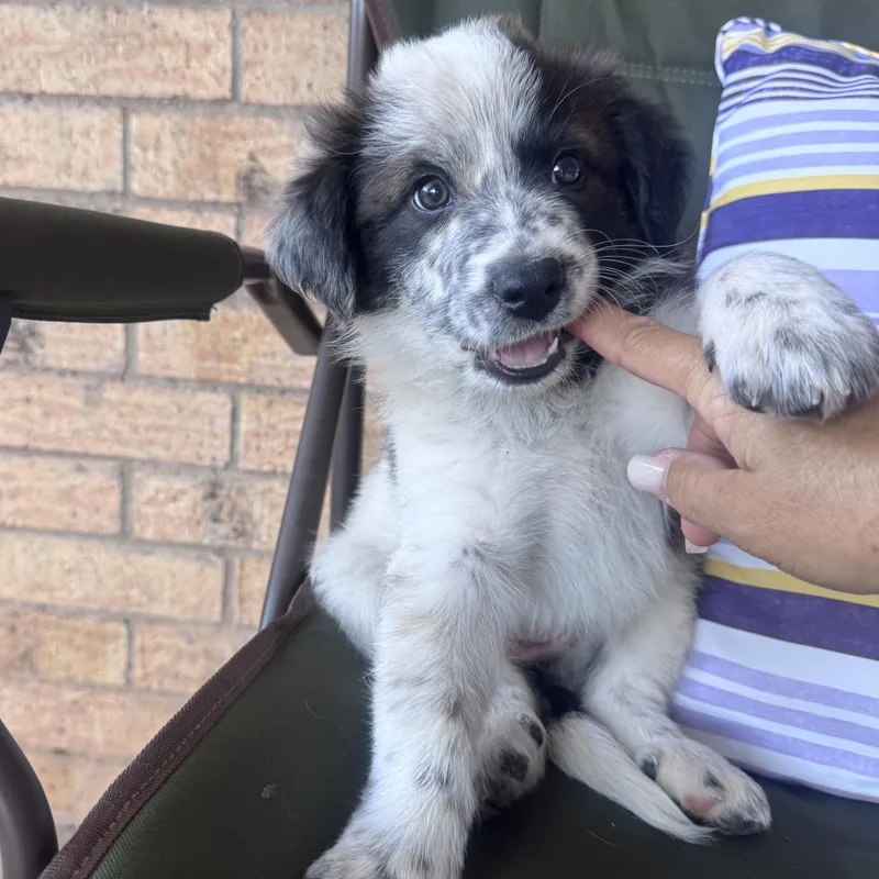 A baby medium-sized female Border Collie dog named Journey for adoption in Copiague, NY