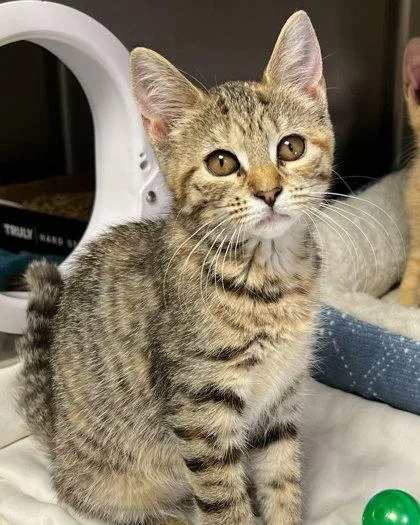 A baby medium-sized female Domestic Short Hair cat named Glory for adoption in Elmira, NY