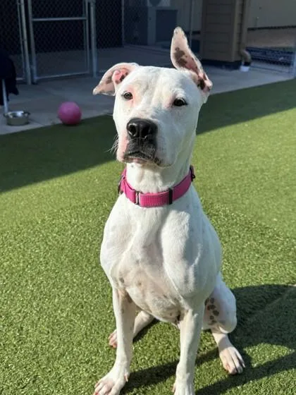 A young medium-sized female Pit Bull Terrier dog named Dotty for adoption in Hackensack, MN