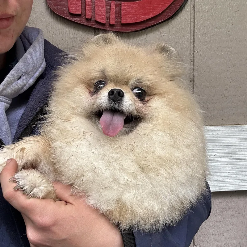 An adult small-sized female Sable Pomeranian dog named Starrina for adoption in Seattle, WA