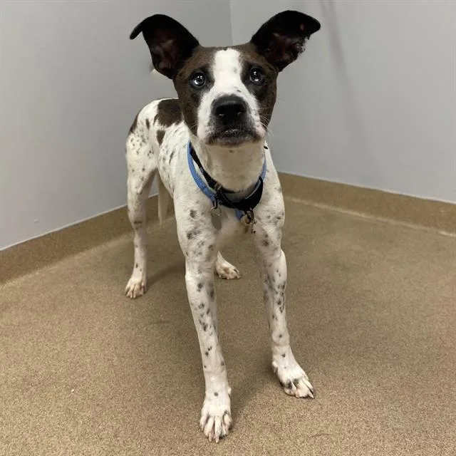 A young large-sized male Pointer dog named Oxford for adoption in Aurora, CO