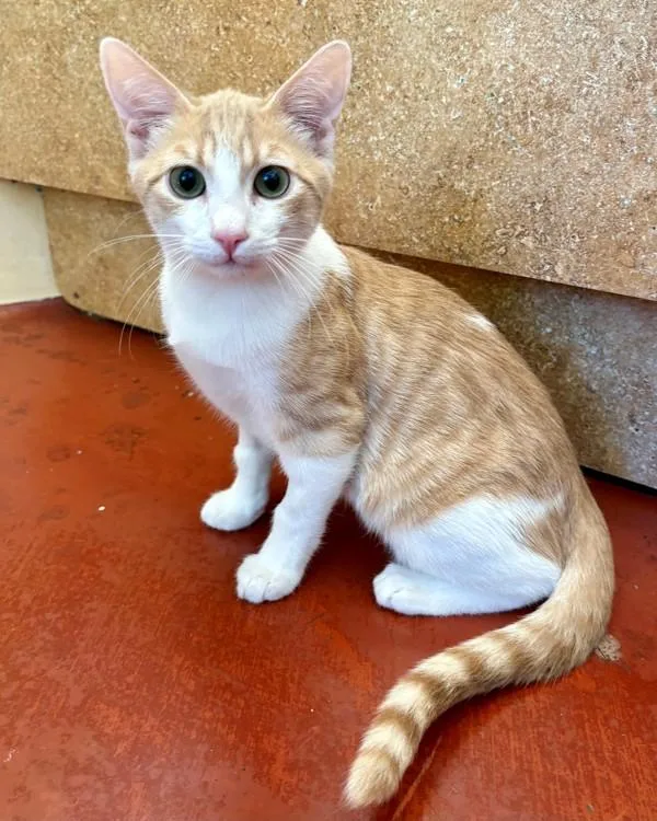 A baby small-sized male Domestic Short Hair cat named Cass for adoption in Novato, CA