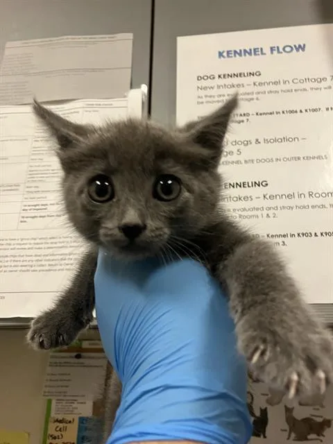 A baby small-sized male Domestic Short Hair cat named Steven for adoption in Long Beach, CA