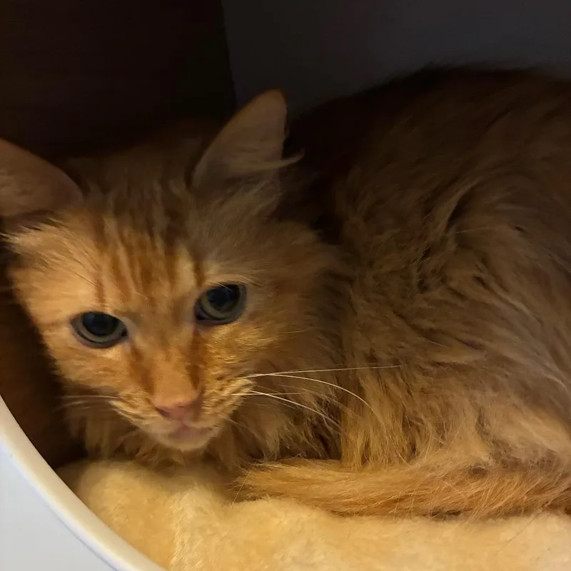 A senior small-sized male Orange / Red Domestic Long Hair cat named Forrest for adoption in Shelbyville, IN