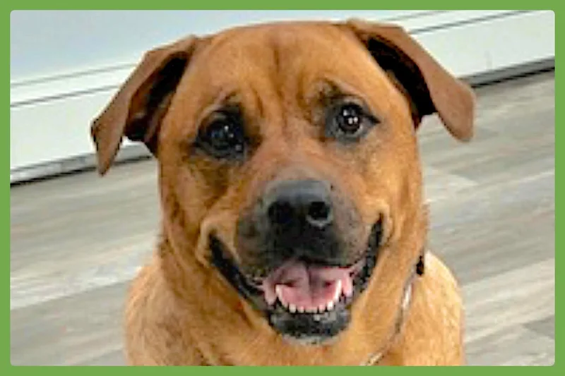 An adult large-sized female Golden Rottweiler dog named Misty for adoption in Amherst, MA