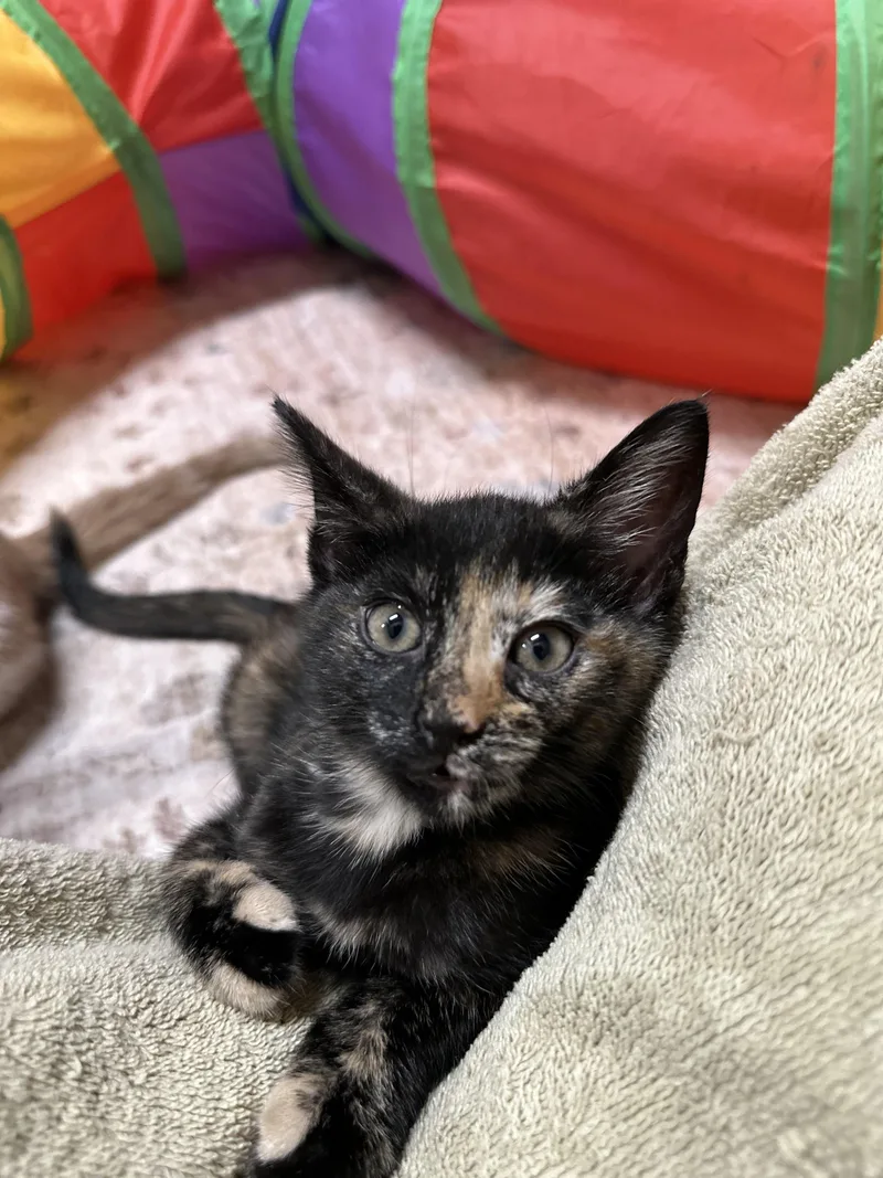 A baby medium-sized female Domestic Short Hair cat named Kit for adoption in Byrdstown, TN