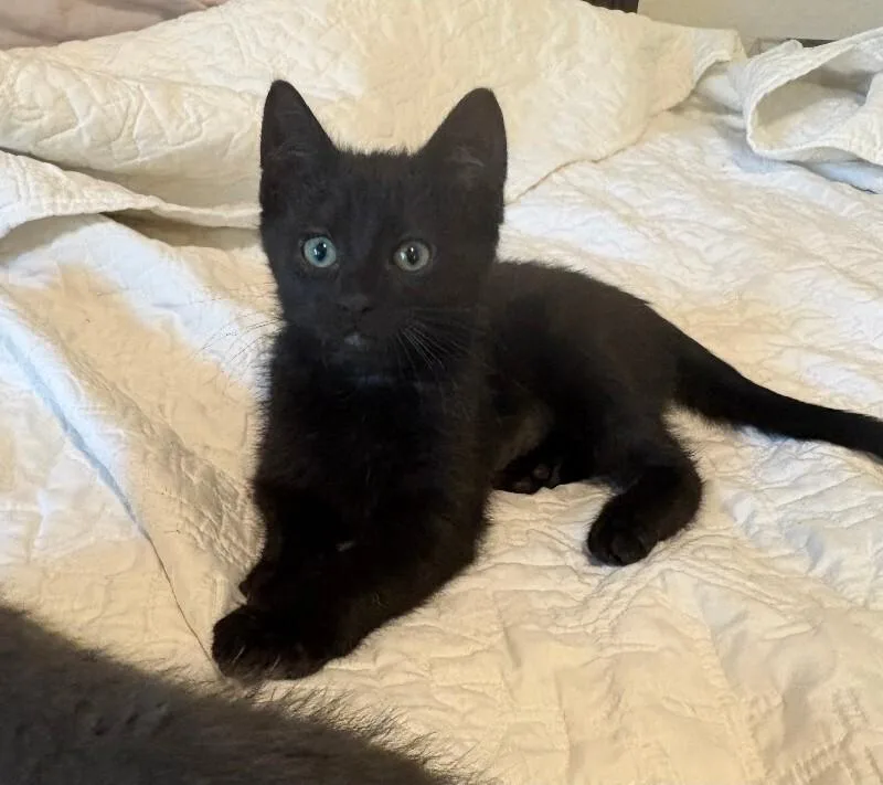 A young medium-sized female Black Domestic Short Hair cat named Zira for adoption in Fort Collins, CO