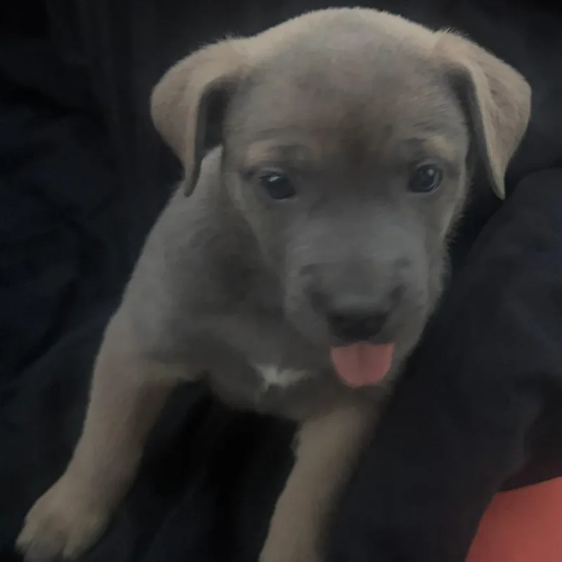 A baby medium-sized male Yellow / Tan / Blond / Fawn English Bulldog dog named Walter for adoption in West Richland, WA